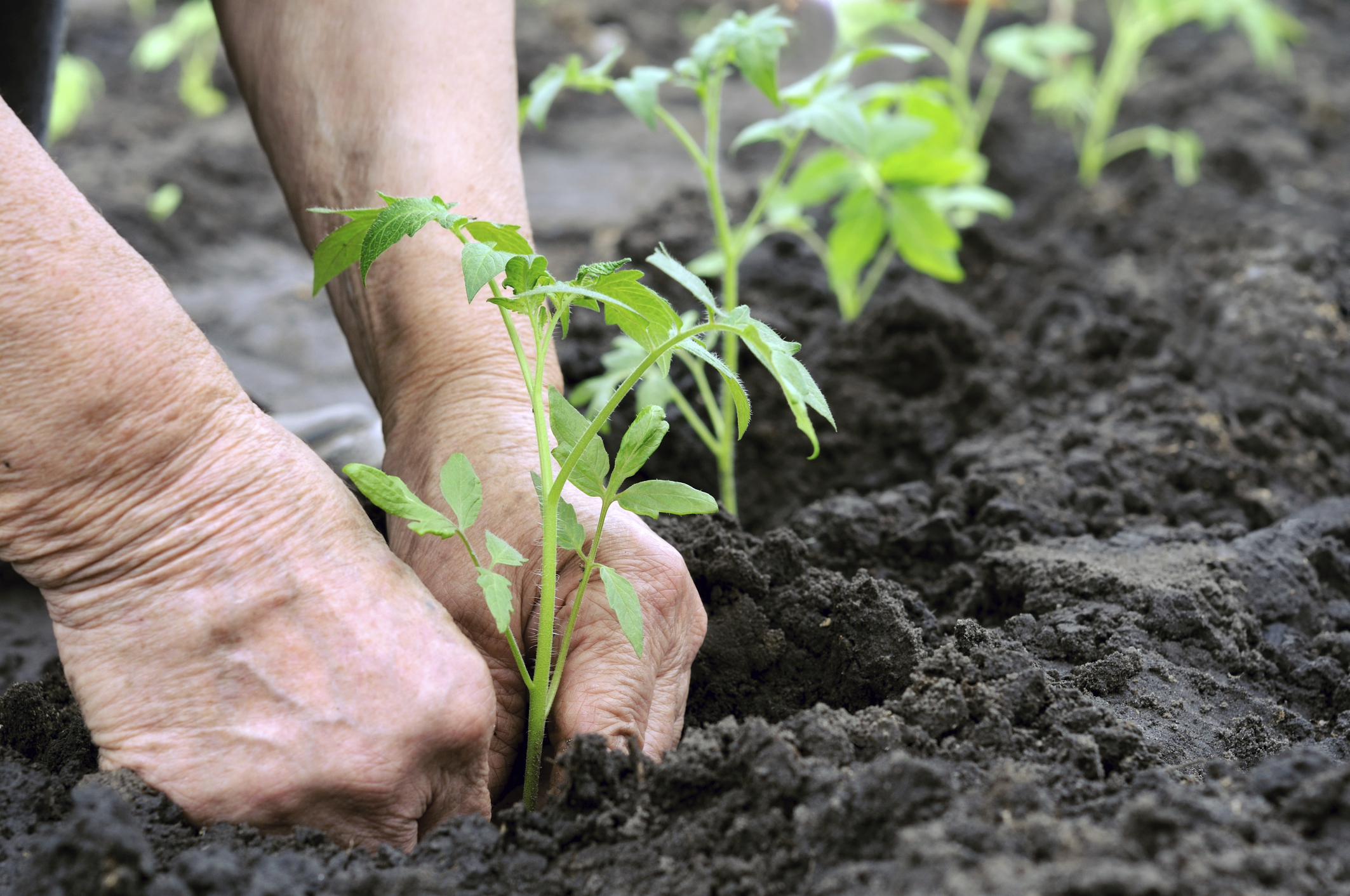 5 great resources for gardeners