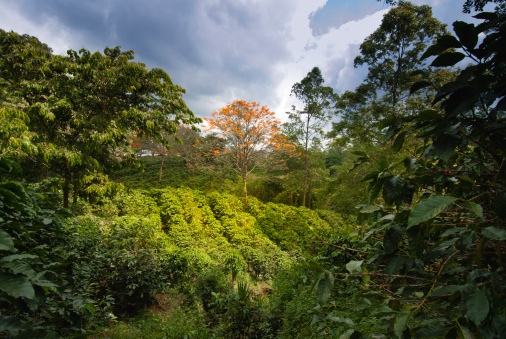 Create Low Maintenance Landscapes Using Trees