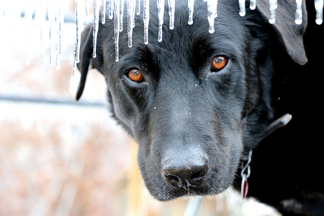 Insurance for cold weather Insurance for cold weather