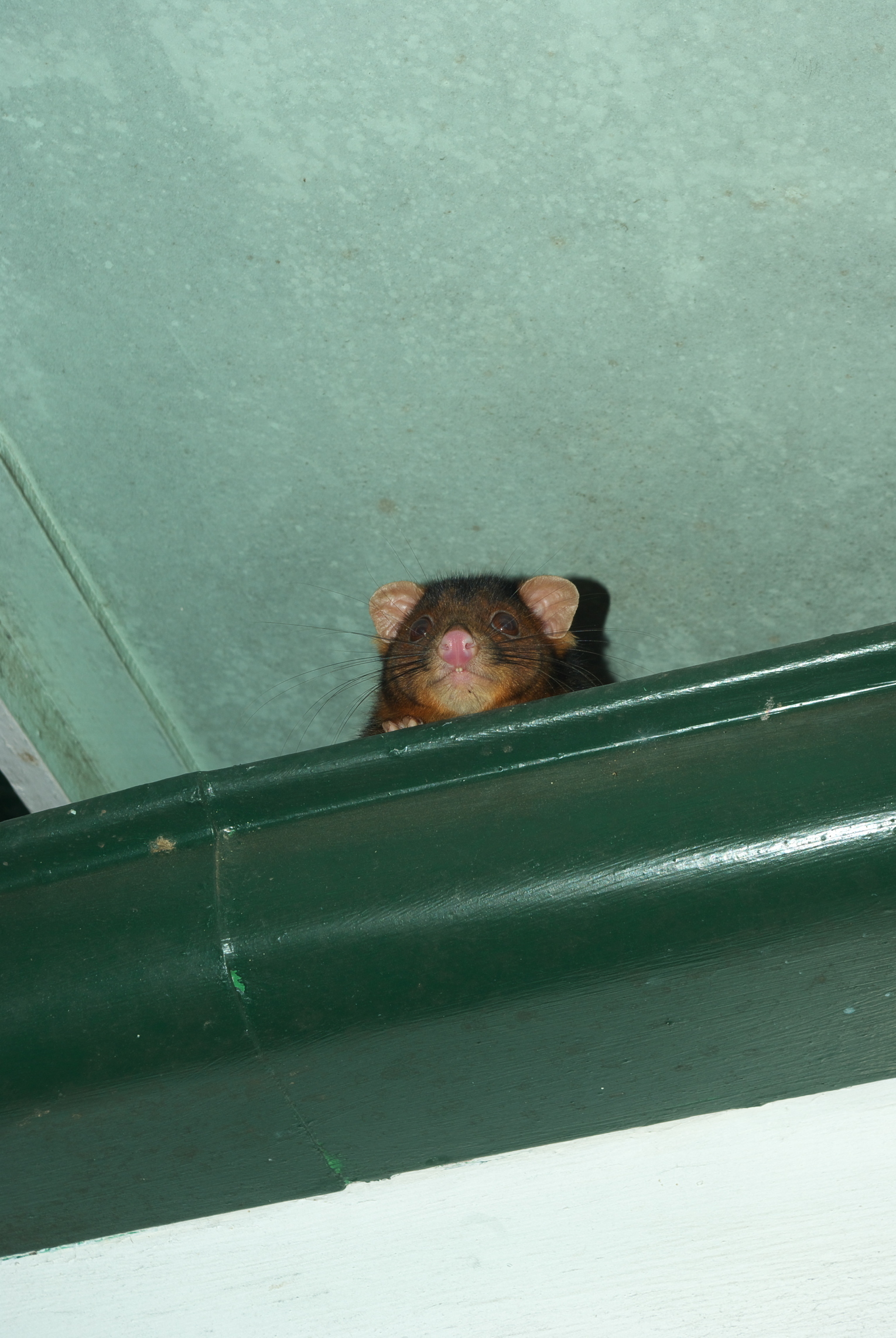Are Your Gutters A Breeding Ground For Pests