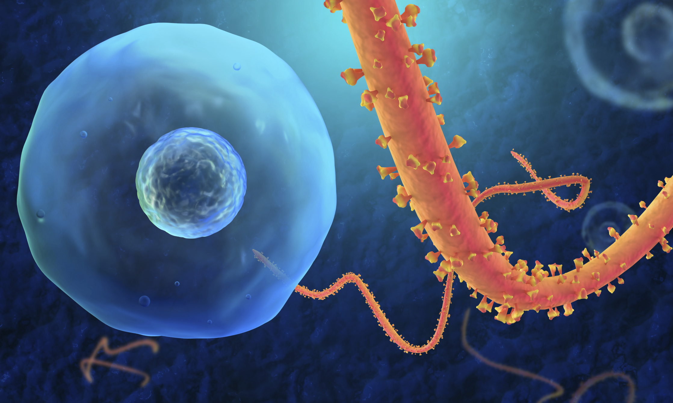 Ebola Ebola