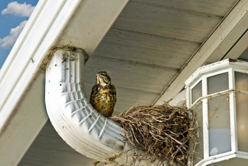 Swallow Control Swallow Nest Removal And Proofing