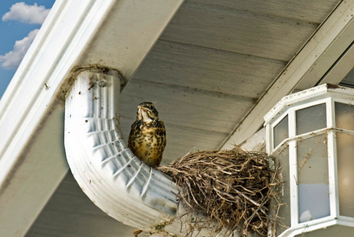 Clogged gutters