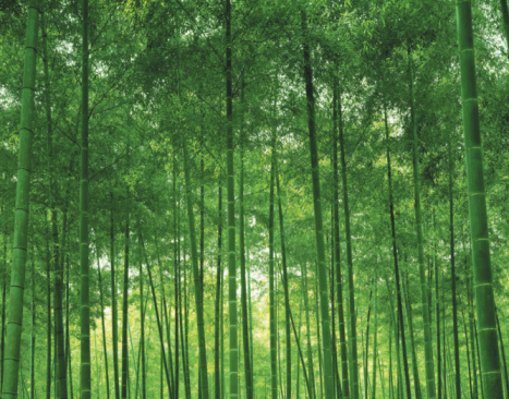 Sustainable bamboo