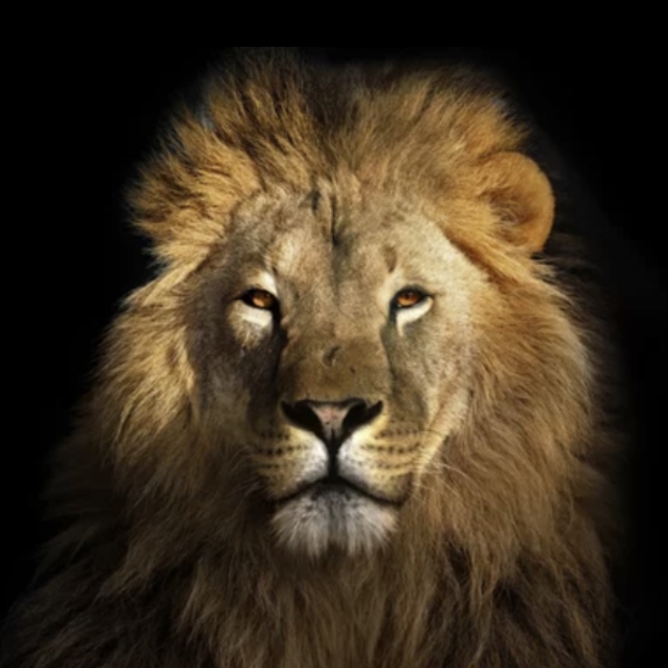 Majestic Male Lion Portrait with Intense Gaze on Black Background.