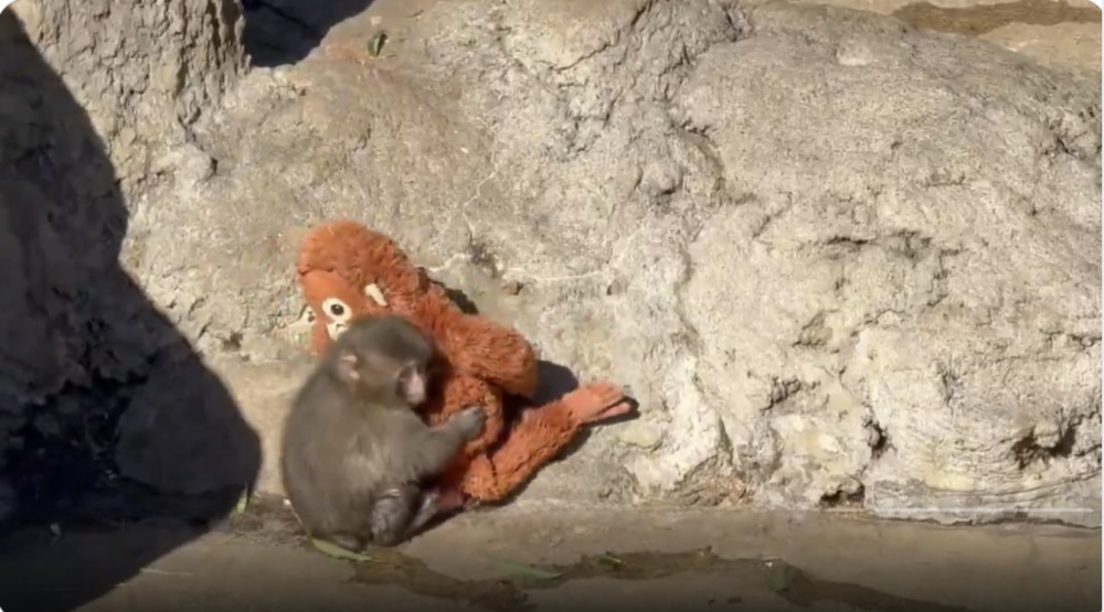 Baby Japanese Macaque Hugging Orange Stuffed Toy