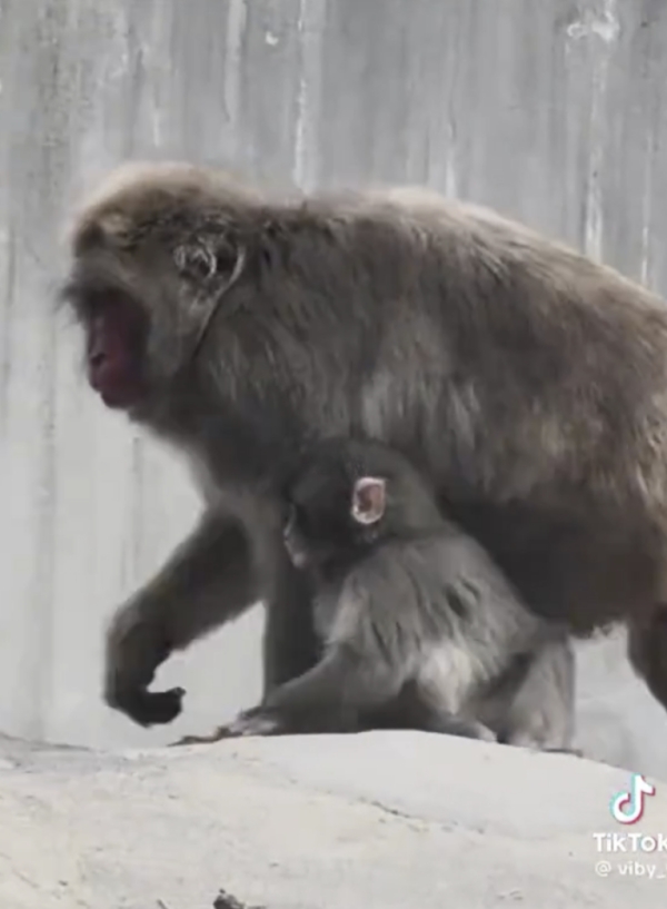 Mother Japanese Macaque Carrying Baby Punch Concrete Wall