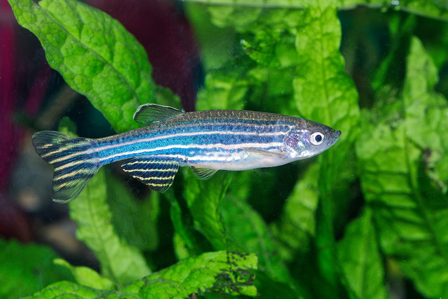 Zebrafish.