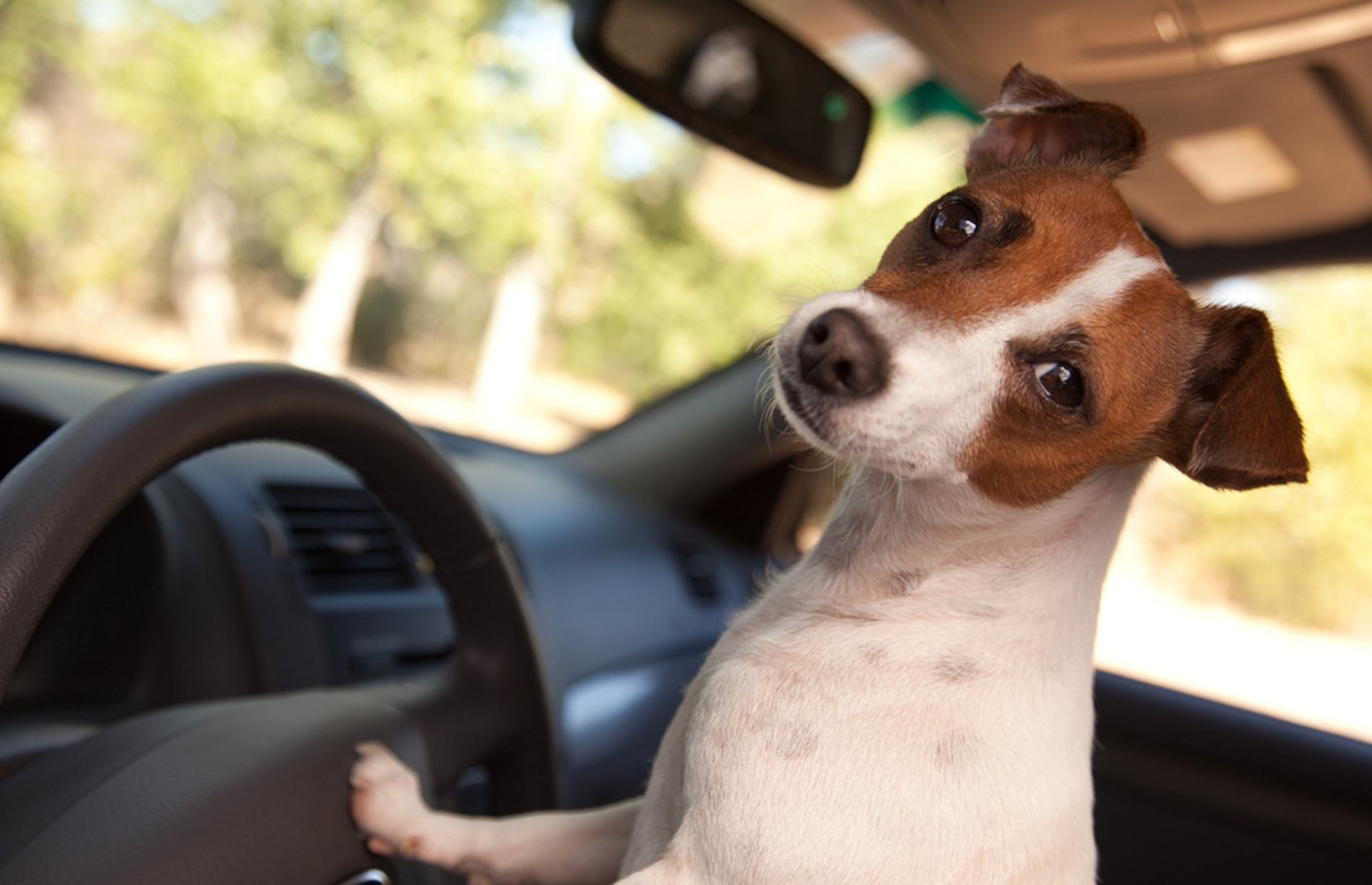 Dog in the drivers seat of a car.