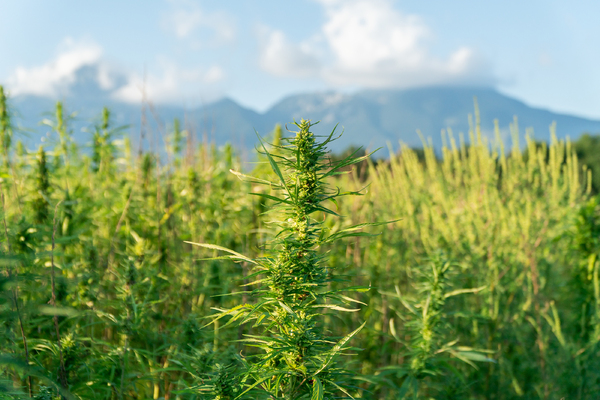 Cannabis plant.