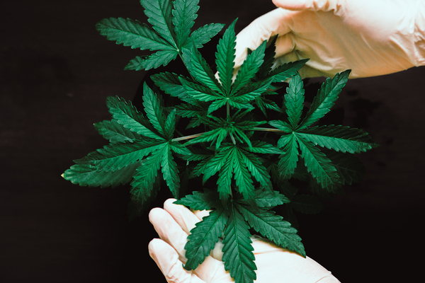 Marijuana plant.