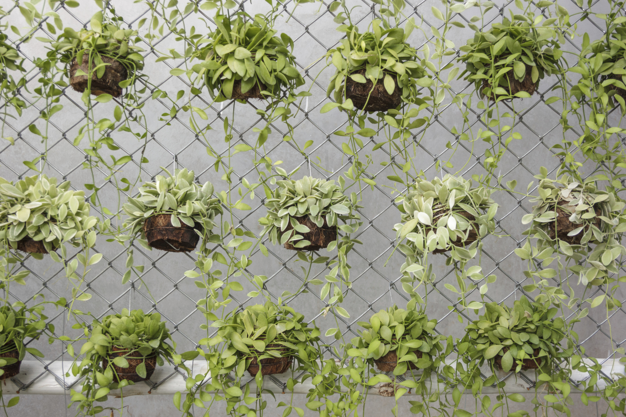Vertical gardening Vertical gardening