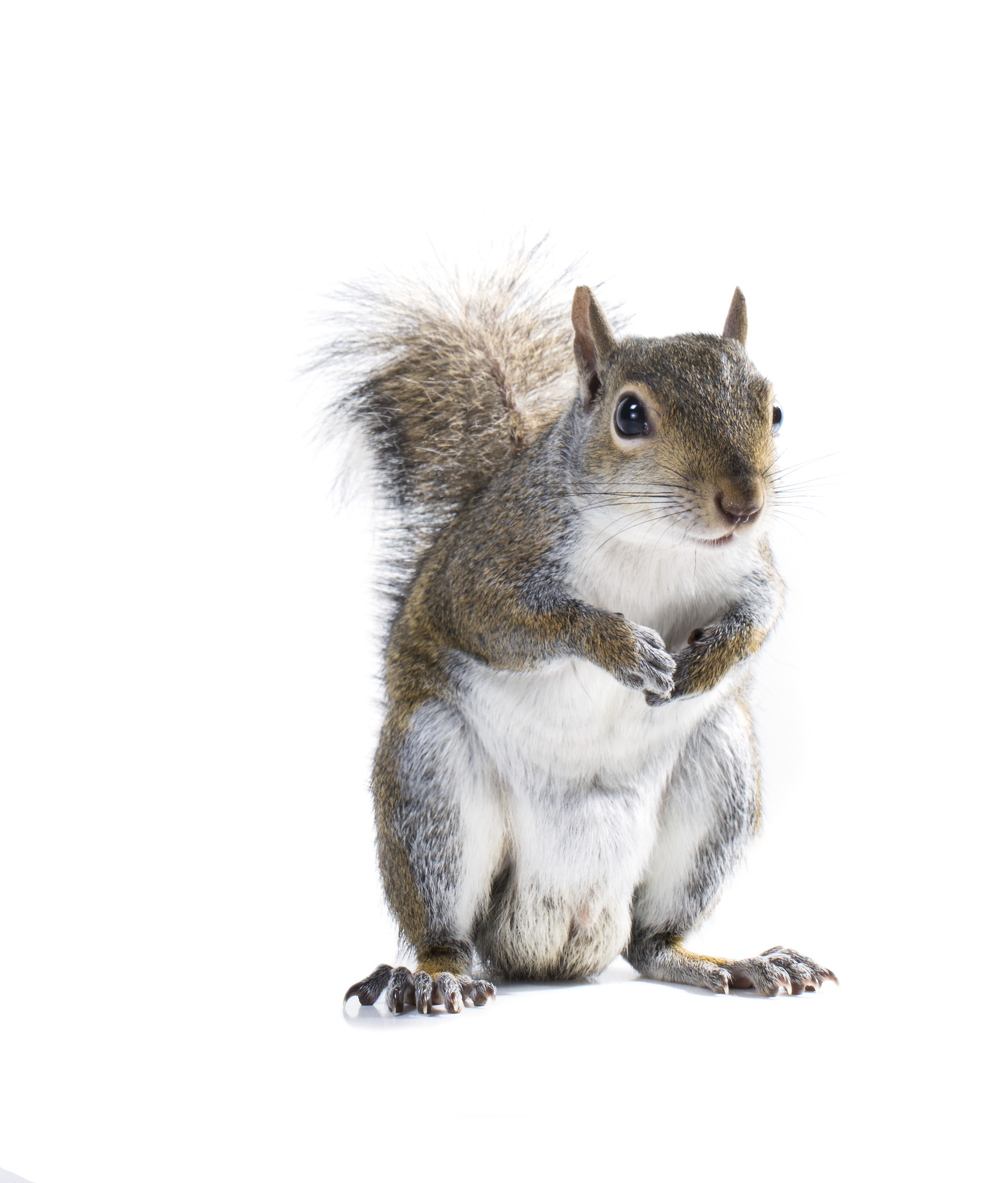 How to handle those squirrelly squirrels How to handle those squirrelly squirrels