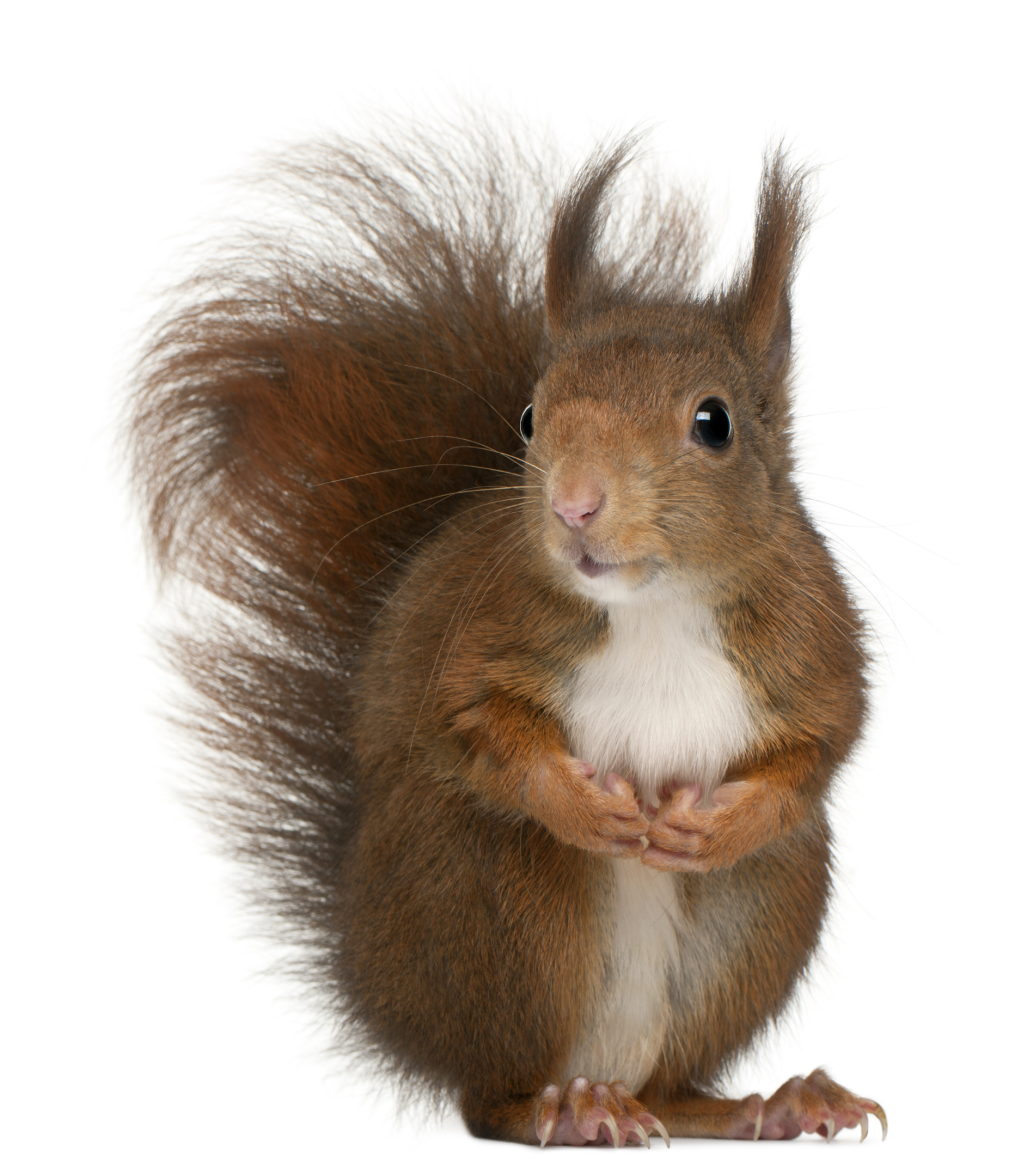 How to handle those squirrelly squirrels How to handle those squirrelly squirrels