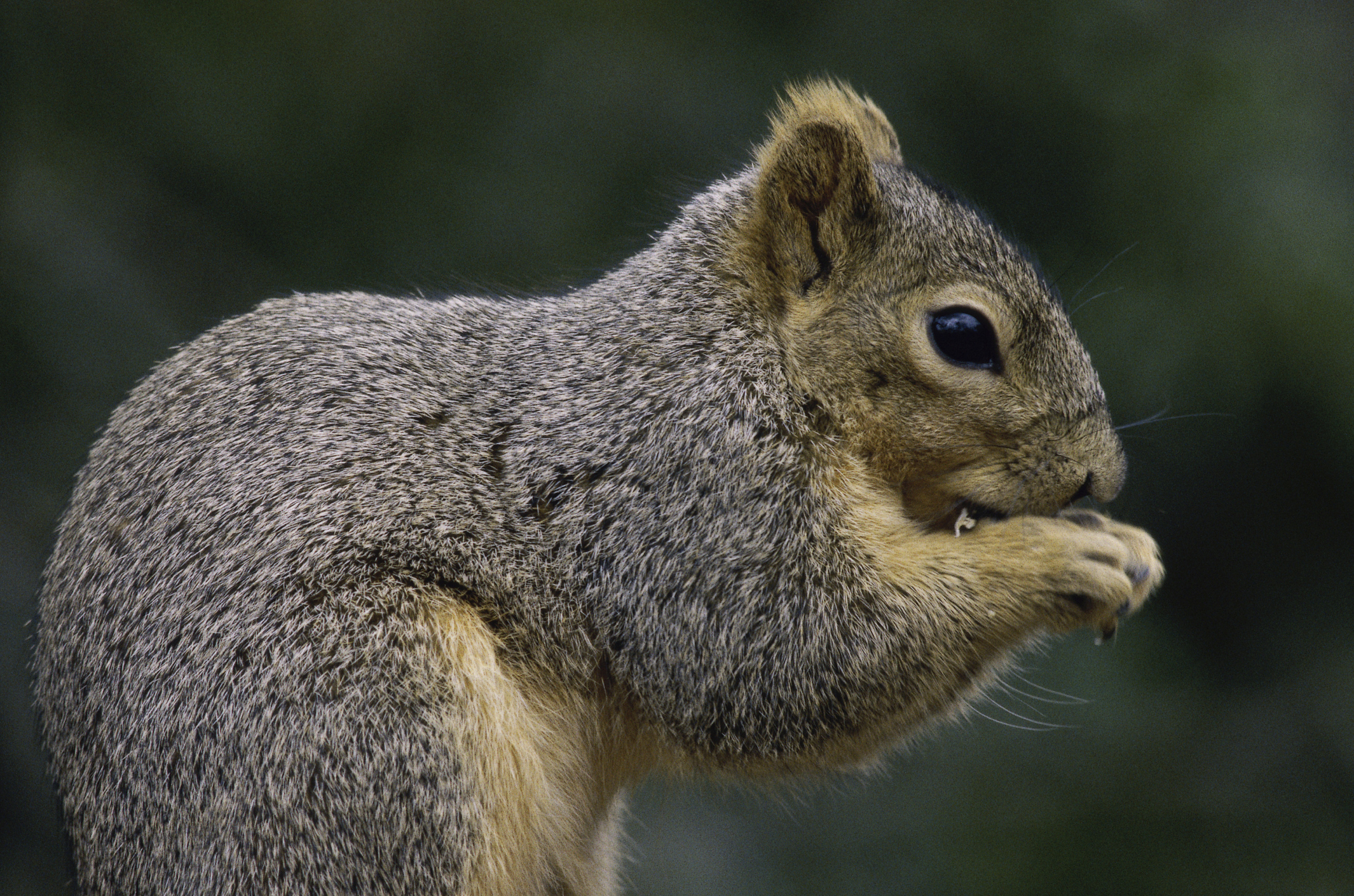 How to handle those squirrelly squirrels How to handle those squirrelly squirrels