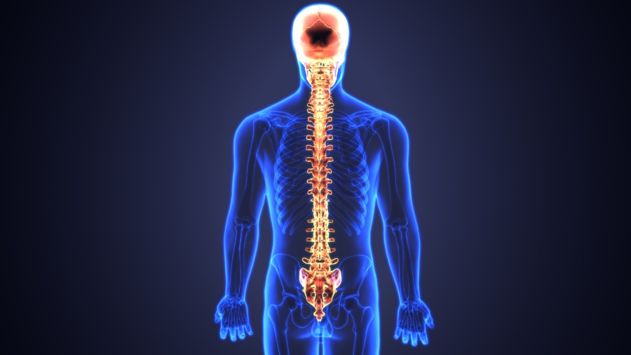 Graphic showing a human spinal column.