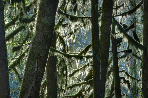Forest.