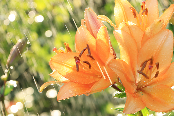 Rain on orange flowers.