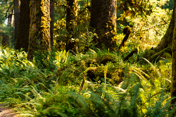 Forest with green ferns.