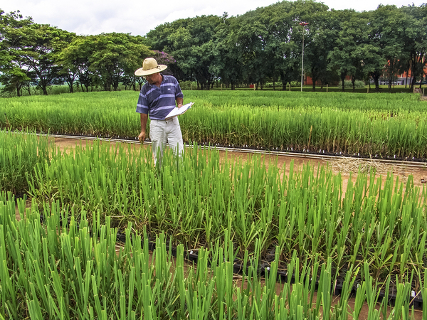 Sugarcane field.