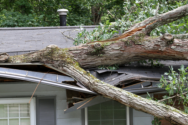 Enriched data image 1: Tree on the roof of a house.