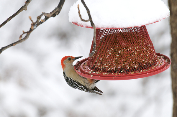 Bird at a bird feeder.