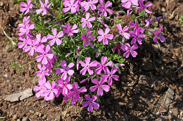 Flower garden with purple flowers.
