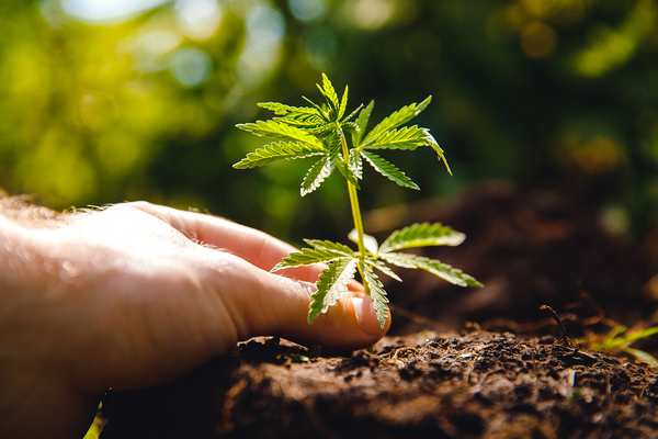 Cannabis plant