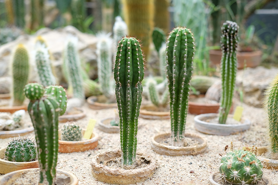 Rows of cactus plants.