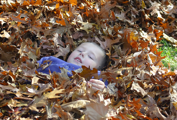 Young boy in a pile of brown and yellow leaves.