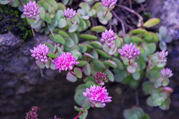 Purple flowers growing on a green bush.