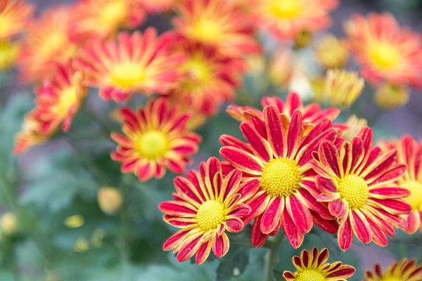 Beautiful red and yellow flowers.