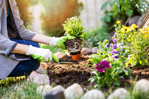 Woman planting flowers in a garden.