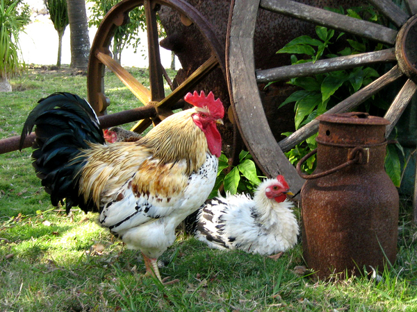 Old wagon wheel with a rooster and hen.