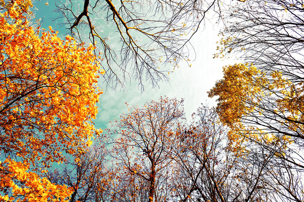Fall leaves on trees with a blue-green sky.