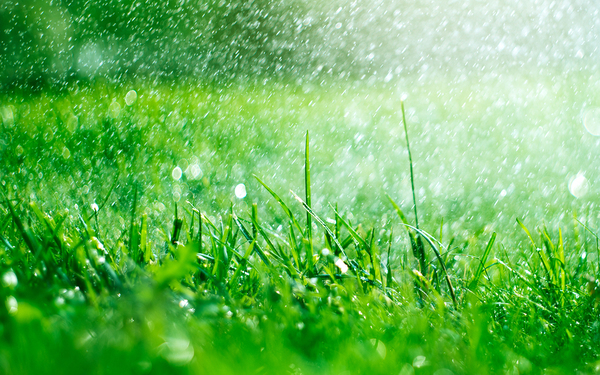 Wet grass.