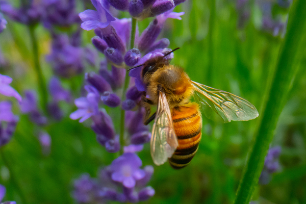 Honey bee on a purple flower.