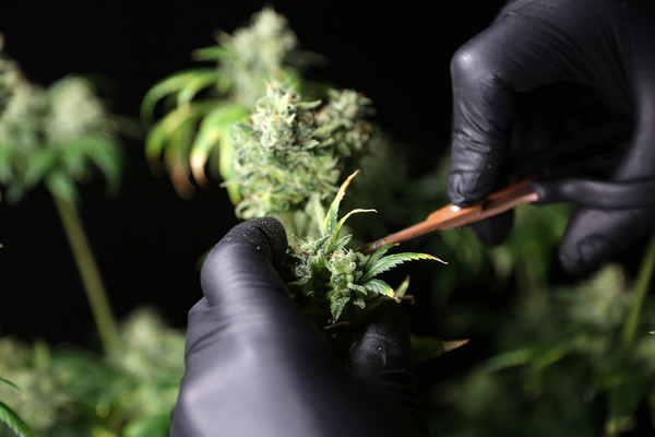 Person trimming a cannabis bud.