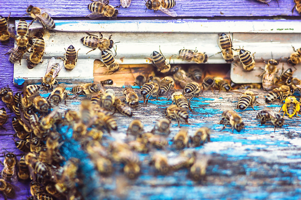 Bees living inside the corner of a house.