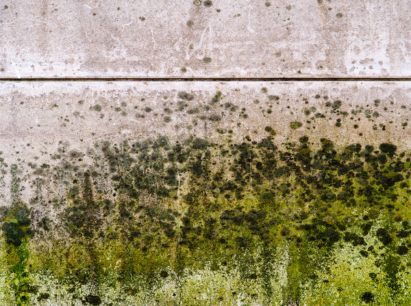 A wall with green mold slowing extending upward.