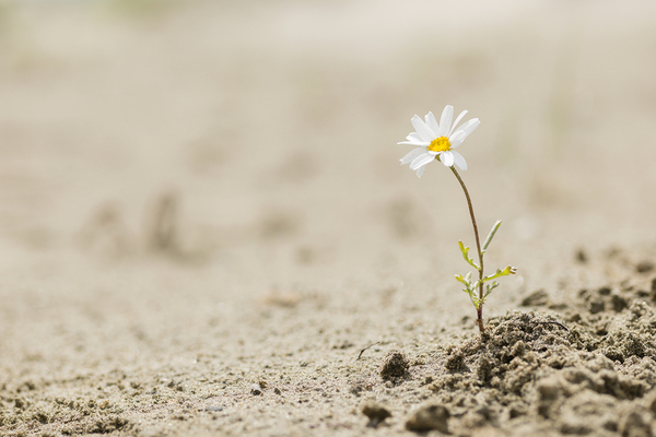 Single white flower.