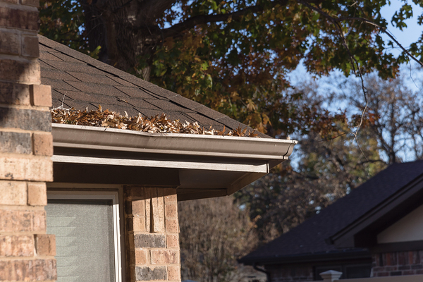 Shingled roof with white gutter filled with leaves.
