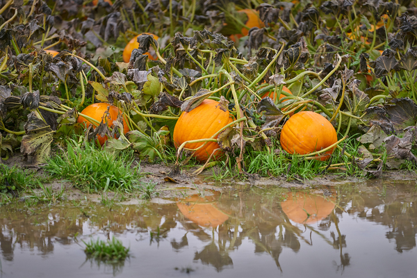 Pumpkin patch.