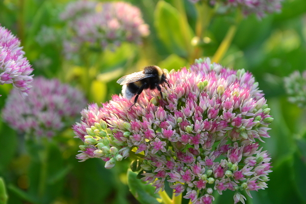 Bumblebee resting on a flower.