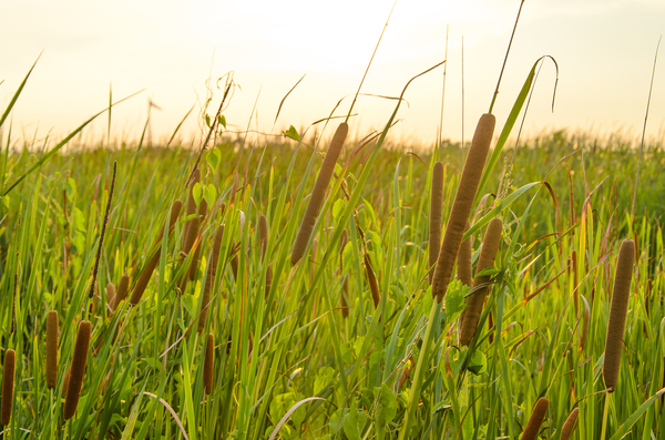 Field of tall grass.