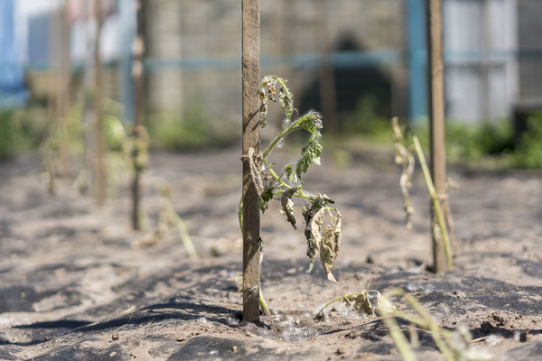 Dried plant.