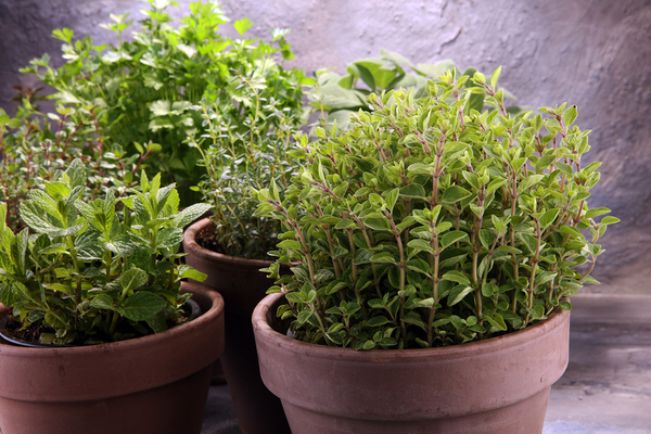 Potted plants.