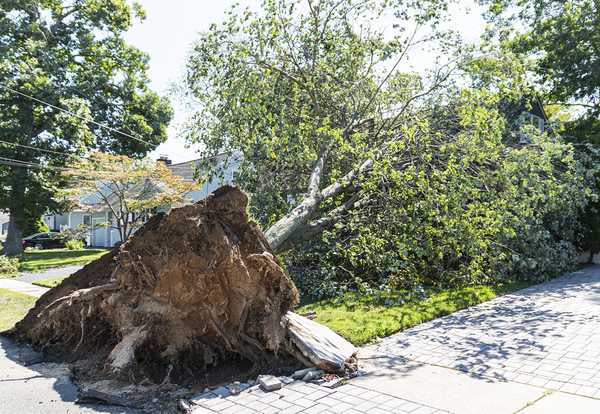 Downed tree.