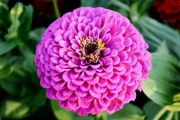Purple flower.