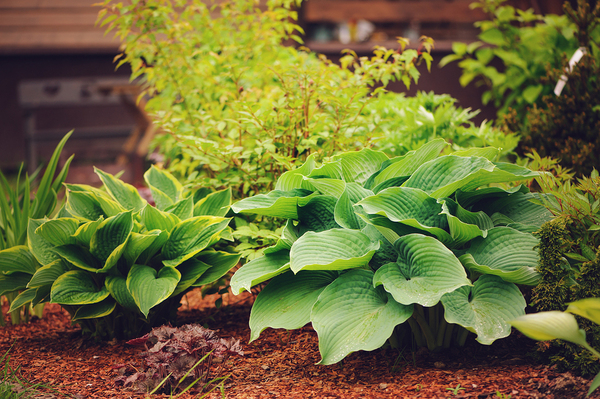 Small green plants with red mulch.